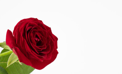 Red rose. Valentine's Day, Birthday  background with copy space. Place for text. Red rose on the white background