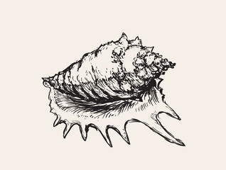 Seashell Sink Hand Drawn Vector Illustration
