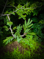 green fern in the forest, wallpaper 
