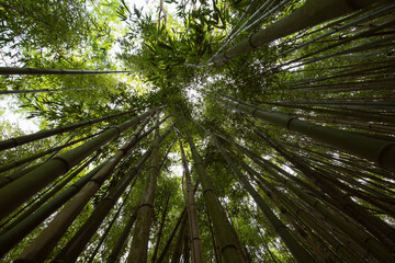 Obraz na płótnie Canvas perspective photography of bamboo reeds