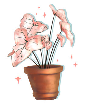 Caladium plant illustration