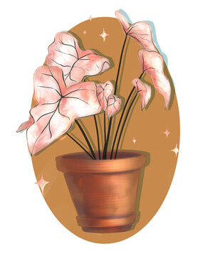 Caladium plant illustration
