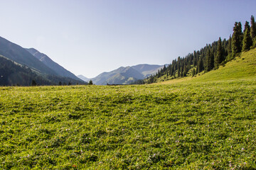 Summer landscape. Mountains, trees, blue sky and green meadow.