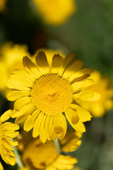 F&auml;rberkamille (Cota tinctoria) Juli 2021