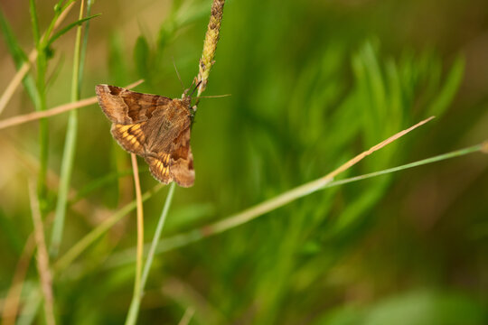 Braune Tageule (Euclidia glyphica)	