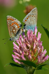 Polyommatus icarus - Hauhechel-Bläuling bei der Paarung	

