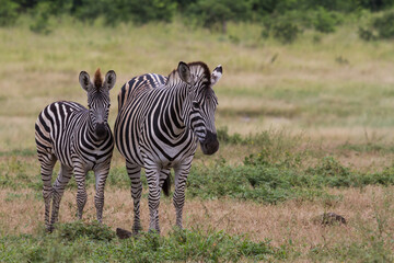 Fototapeta na wymiar Young baby zebra and mother family standing together in the bushveld grasslands in Kruger National Park, South Africa with blurred background and copy space