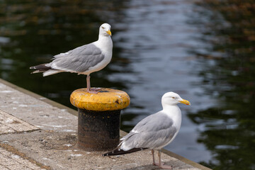 Seabirds in port and seated at the berth of ships