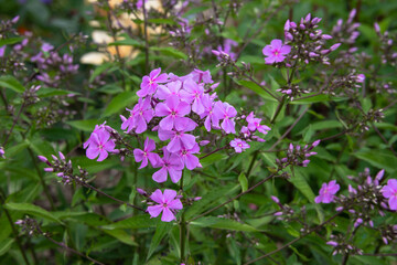 Beautiful decorative delicate light purple garden flowers on a background of green leaves