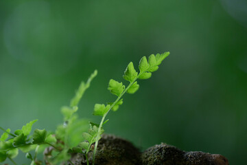 Selective focus fern on the rock with green moss, bright foliage with a natural green background...