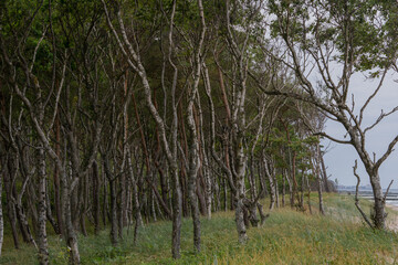 Fototapeta premium Beautiful twisted trees growing right next to the sandy hot beach