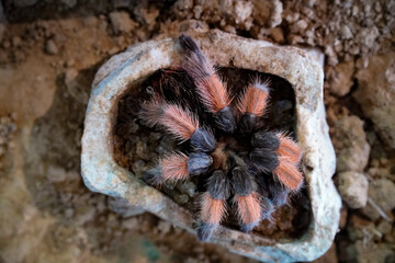 Mexikanische Rotbeinvogelspinne – Brachypelma smithi Vogelspinne