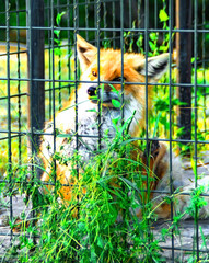 cute bright fox in the zoo