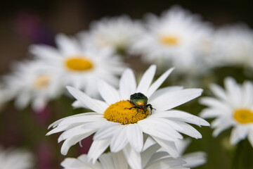 Obraz premium A large emerald beetle sits on a chamomile flower in a blooming garden