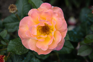 Top view of delicate pink rose flower on a background of dark green leaves