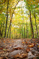 Trail in the autumn forest at dawn