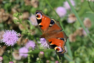 close up of a peacock butterfly sitting on the purple flower of a thistle