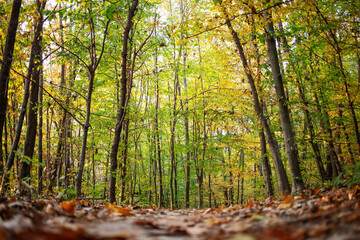 Trail in the autumn forest at dawn