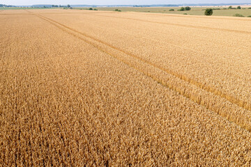 Fototapeta premium trace of the track from a tractor in the wheat field, tracks running off through a golden corn field