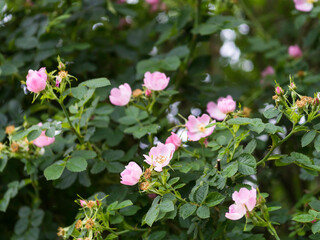 Blooming branches of Glaucous dog rose, Rosa dumalis, wild rose native to Europe, in June, closeup...