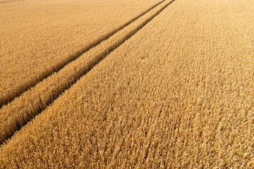 aerial top view of wheat field and tracks from tractor, agricultural texture, wheat farm from above