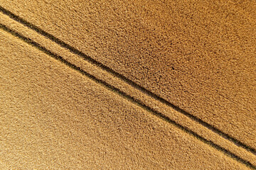 aerial top view of wheat field and tracks from tractor, agricultural texture, wheat farm from above