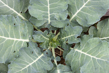 Top view of cabbage with large leaves growing in a garden bed