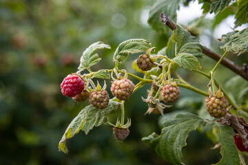 Raspberry branch with green unripe berries