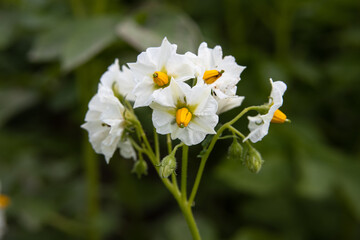 Flowering potatoes. Bright white potato flowers on a background of green leaves