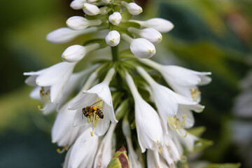 A Bee collect nectar from white flowers Hosta in the summer garden
