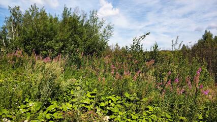 Fototapeta na wymiar Meadow landscape. Various grasses bushes. Purple flowers Oriental goat's rue Galega orientalis. Russia Ural.