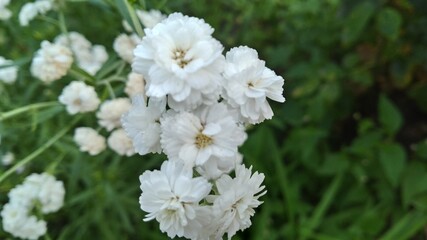 white flowers