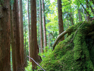 夏の森の風景