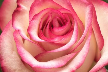 Fototapeta na wymiar Beautiful rose macro shot photography on bokeh Background