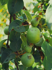 An unripe apple on a tree branch, close-up. An apple is an edible fruit produced by an apple tree (Malus domestica).