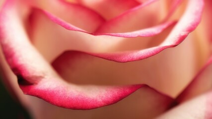 Makroaufnahme einer schönen pink Rose