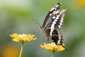 A beautiful tropical butterfly landing on a plant leaf