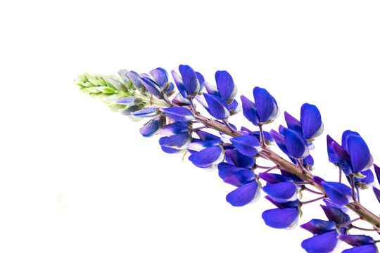 blue lupine on a white isolated background
