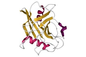 Room temperature structure of cyclophilin A (CypA), 3D cartoon model, secondary structure color scheme, based on PDB 3k0n, white background