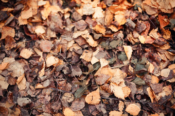 Young girl on a walk in the autumn