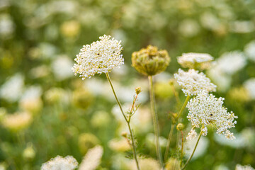meadowsweet wildflower in summer 