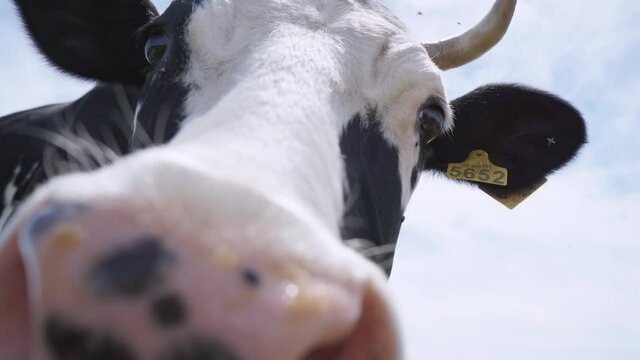 Cow Sniffs And Licks Camera. Cow Is Interested In Camera And Pokes Nose In Her