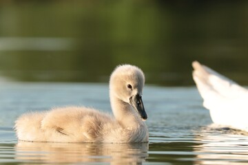 Young swan follow their mother on a sunny morning