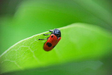 a Short-horned leaf beetle - Clytra laeviuscula