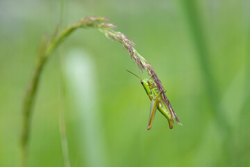 Female small gold grasshopper  (Euthystira brachyptera, Syn.: Chrysochraon brachyptera) banlances on a blade of grass.