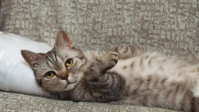 Close-up portrait of a young scottish straight cat. The cat lies on its back on a gray sofa.