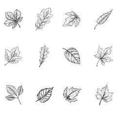 set of leaves silhouettes isolated on a white background