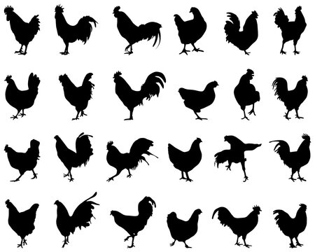 SVG Black silhouettes of roosters and hens on a white background	