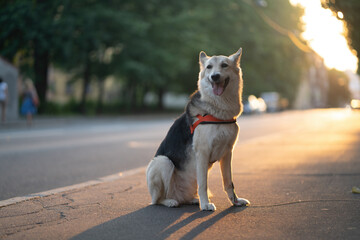 A dog in a harness sits on the road. On the walk