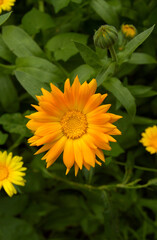 Decorative background with orange marigolds, a symbol of the Mexican holiday Day of the Dead.
